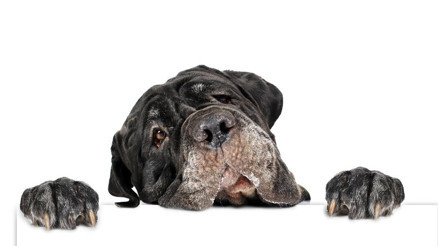 Can dostlara mikroçip makro koruma