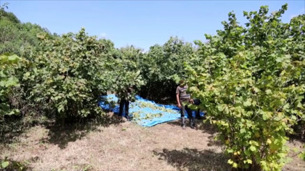 Megakent İstanbul’da fındık hasadı görenleri şaşırtıyor