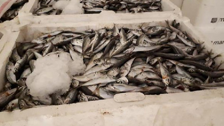 Boy yasağına aykırı avlandı 7 ton istavrite el konuldu