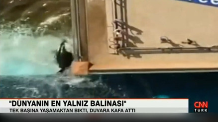 Dünyanın en yalnız balinası