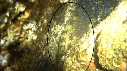 Marmarada yıllar sonra ilk kez orfoz balığı görüldü