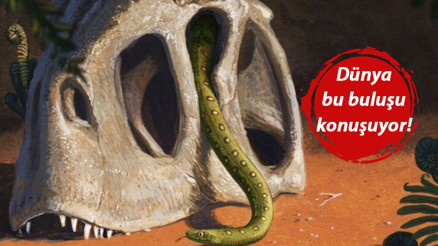 Çarpıcı araştırma ortaya çıkardı: Göktaşları dinozorları yok etti, yılanların kaderi değişti