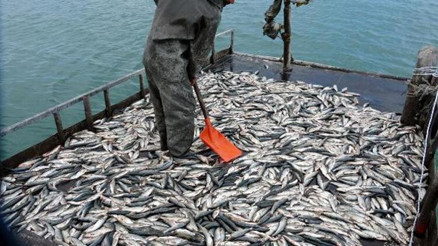 Vanda artan balık ölümleri inceleniyor