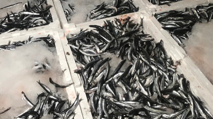 Son dakika... 15 liralık hamsiyi restoranda 55 liraya satıyorlar