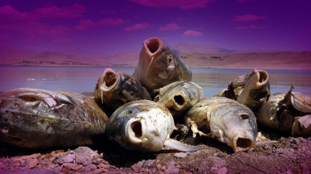 Koçköprü Baraj Gölünde korkutan görüntü... Ölüm nedenleri belli oldu