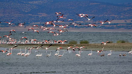 Flamingolar, suyu azalan Burdur Gölünde