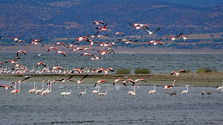 Flamingolar, suyu azalan Burdur Gölünde