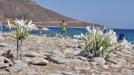 11 ayın ardından kum zambakları yeniden açtı... Koparmanın cezası 80 bin 465 TL