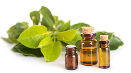 Kafur Nedir, Kafur Yağı Faydaları Nelerdir, Nasıl Kullanılır