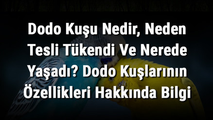 Dodo Kuşu Nedir, Neden Tesli Tükendi Ve Nerede Yaşadı Dodo Kuşlarının Özellikleri Hakkında Bilgi Dodo Kuşu Nedir, Neden Tesli Tükendi Ve Nerede Yaşadı Dodo Kuşlarının Özellikleri Hakkında Bilgi