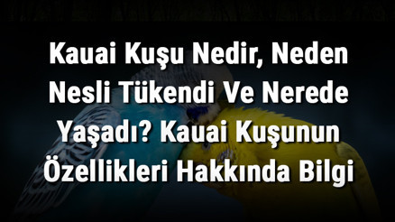 Kauai Kuşu Nedir, Neden Nesli Tükendi Ve Nerede Yaşadı Kauai Kuşunun Özellikleri Hakkında Bilgi
