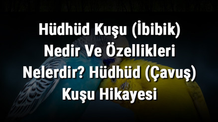 Hüdhüd Kuşu (İbibik) Nedir Ve Özellikleri Nelerdir Hüdhüd (Çavuş) Kuşu Hikayesi