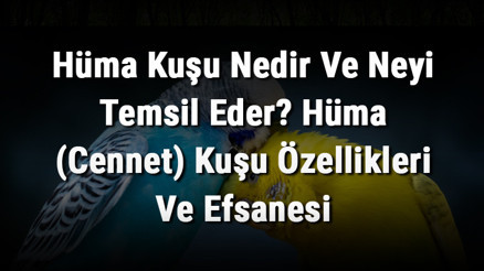 Hüma Kuşu Nedir Ve Neyi Temsil Eder Hüma (Cennet) Kuşu Özellikleri Ve Efsanesi