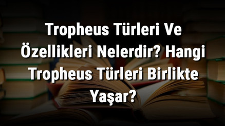 Tropheus Türleri Ve Özellikleri Nelerdir Hangi Tropheus Türleri Birlikte Yaşar