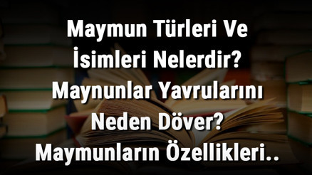 Maymun Türleri Ve İsimleri Nelerdir Maynunlar Yavrularını Neden Döver Maymunların Özellikleri..