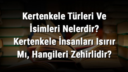Kertenkele Türleri Ve İsimleri Nelerdir Kertenkele İnsanları Isırır Mı, Hangileri Zehirlidir