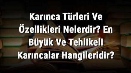 Karınca Türleri Ve Özellikleri Nelerdir En Büyük Ve Tehlikeli Karıncalar Hangileridir Karınca Türleri Ve Özellikleri Nelerdir En Büyük Ve Tehlikeli Karıncalar Hangileridir