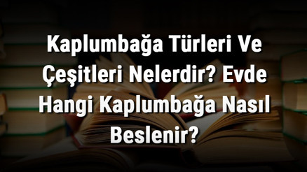 Kaplumbağa Türleri Ve Çeşitleri Nelerdir Evde Hangi Kaplumbağa Nasıl Beslenir Kaplumbağa Türleri Ve Çeşitleri Nelerdir Evde Hangi Kaplumbağa Nasıl Beslenir