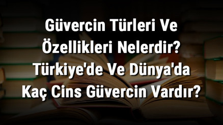 Güvercin Türleri Ve Özellikleri Nelerdir Türkiyede Ve Dünyada Kaç Cins Güvercin Vardır Güvercin Türleri Ve Özellikleri Nelerdir Türkiyede Ve Dünyada Kaç Cins Güvercin Vardır