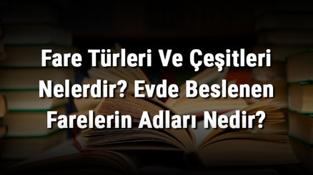 Fare Türleri Ve Çeşitleri Nelerdir Evde Beslenen Farelerin Adları Nedir