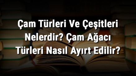Çam Türleri Ve Çeşitleri Nelerdir Çam Ağacı Türleri Nasıl Ayırt Edilir Çam Türleri Ve Çeşitleri Nelerdir Çam Ağacı Türleri Nasıl Ayırt Edilir