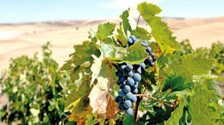 Yukarı Mezopotamya’nın bereketli şehri: Elazığ