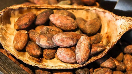 Kakaonun faydaları ve zararları nelerdir Kakaonun ne işe yarar, nasıl tüketilmeli