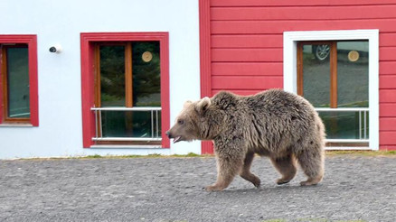 Yiyecek arayan boz ayı Sarıkamış ilçesine indi