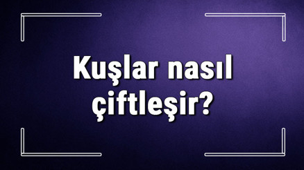Kuşlar nasıl çiftleşir Kuşlar nasıl üreme yapar, çiftleşmeden önce nasıl davranır