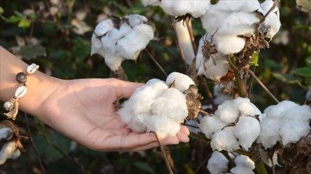 Pamuk fiyatı 1 doları aştı