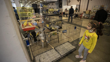 4 bin 453 kuş yarıştı