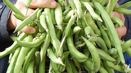 Bakla Besin Değerleri: 100 Gr Bakla Kaç Kalori Protein Ve Karbonhidrat Değerleri..