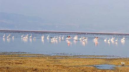 Kuş cennetine can suyu