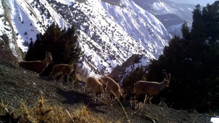 Erzincanın yaban hayatı zenginliği fotokapanlarla kayıt altına alındı