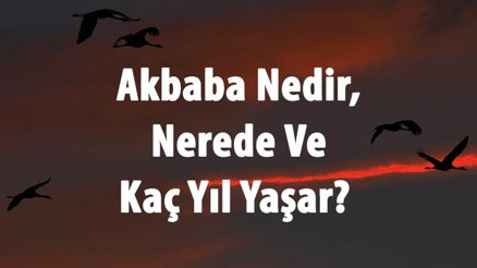 Akbaba Nedir, Nerede Ve Kaç Yıl Yaşar Akbaba Kuşu Özellikleri Hakkında Bilgi Akbaba Nedir, Nerede Ve Kaç Yıl Yaşar Akbaba Kuşu Özellikleri Hakkında Bilgi