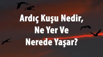Ardıç Kuşu Nedir, Ne Yer Ve Nerede Yaşar Ardıç Kuşu Nereye Göç Eder Ve Türleri Nelerdir