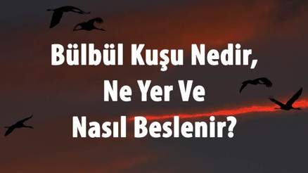 Bülbül Kuşu Nedir, Ne Yer Ve Nasıl Beslenir Bülbül Ne Zaman Yumurtlar, Sesi Ve Özellikleri