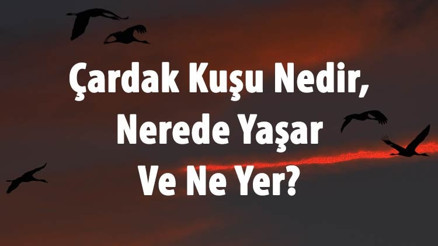 Çardak Kuşu Nedir, Nerede Yaşar Ve Ne Yer Çardak Kuşlarının Özellikleri Ve Türleri Çardak Kuşu Nedir, Nerede Yaşar Ve Ne Yer Çardak Kuşlarının Özellikleri Ve Türleri