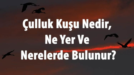 Çulluk Kuşu Nedir, Ne Yer Ve Nerelerde Bulunur Çulluk Kuşunun Eti Yenir Mi, Sesi Ve Özellikleri Çulluk Kuşu Nedir, Ne Yer Ve Nerelerde Bulunur Çulluk Kuşunun Eti Yenir Mi, Sesi Ve Özellikleri