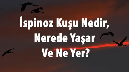 İspinoz Kuşu Nedir, Nerede Yaşar Ve Ne Yer İspinoz Özellikleri Ve Türleri