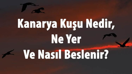 Kanarya Kuşu Nedir, Ne Yer Ve Nasıl Beslenir Kanarya Konuşur Mu, Kaç Yıl Yaşar, Sesi Ve Özellikleri Neler