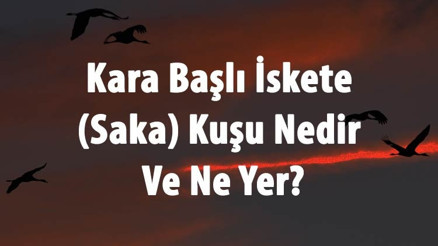 Kara Başlı İskete (Saka) Kuşu Nedir Ve Ne Yer Saka Kuşunun Sesi, Özellikleri Ve Türleri Hakkında Bilgi