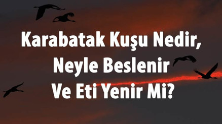 Karabatak Kuşu Nedir, Neyle Beslenir Ve Eti Yenir Mi Karabatak Özellikleri Karabatak Kuşu Nedir, Neyle Beslenir Ve Eti Yenir Mi Karabatak Özellikleri