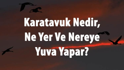 Karatavuk Nedir, Ne Yer Ve Nereye Yuva Yapar Karatavuk Kuşu Yenir Mi, Sesi Ve Özellikleri Hakkında Bilgi