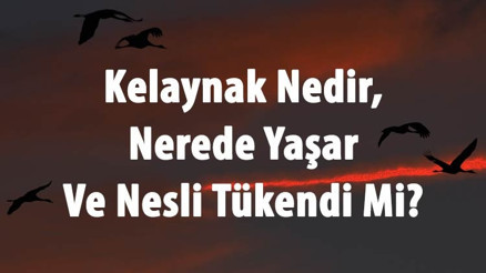 Kelaynak Nedir, Nerede Yaşar Ve Nesli Tükendi Mi Kelayank Kuşu Ne Yer Ve Özellikleri Hakkında Bilgi