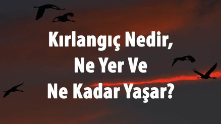 Kırlangıç Nedir, Ne Yer Ve Ne Kadar Yaşar Kırlangıç Kuşu Nasıl Yuva Yapar Ve Hangi Mevsim Gelir