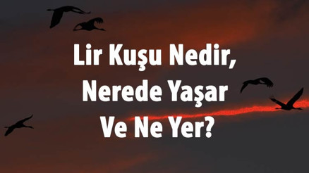 Lir Kuşu Nedir, Nerede Yaşar Ve Ne Yer Lir Kuşu Özellikleri Ve Türleri Hakkında Bilgi