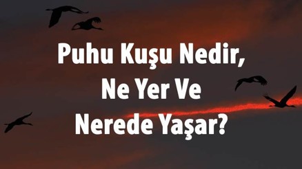 Puhu Kuşu Nedir, Ne Yer Ve Nerede Yaşar Puhu Kuşu Özellikleri