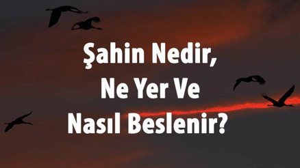 Şahin Nedir, Ne Yer Ve Nasıl Beslenir Şahin Kuşu Temel Ve Yırtıcı Özellikleri