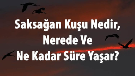 Saksağan Kuşu Nedir, Nerede Ve Ne Kadar Süre Yaşar Saksağan Ne Yer, Türleri Ve Özellikleri Nelerdir